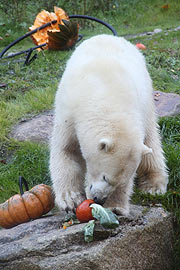 Eisbärin Giovanna beim Kürbis-Genuss an Halloween (Foto. Martin Schmitz)